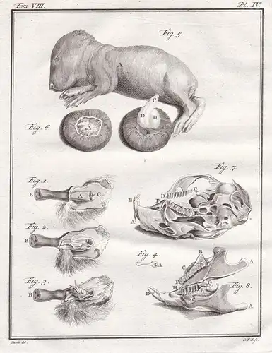 Pl. IV. - Meerschweinchen Guinea pig cavy Cobaye / anatomy Anatomie skull Schädel / Tiere animals animaux