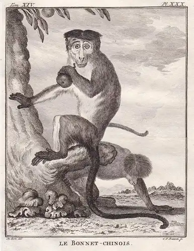 Le Bonnet-Chinois - Bonnet macaque Indischer Hutaffe / Affe monkey Affen monkey singe Primate primates / Tiere