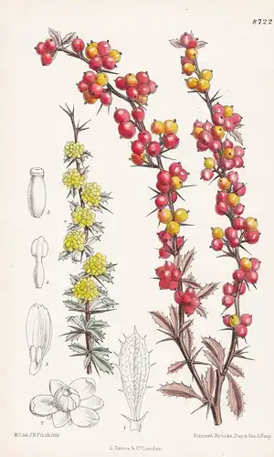 Berberis aggregata. Tab 8722 - China / Pflanze Planzen plant plants / flower flowers Blume Blumen / botanical