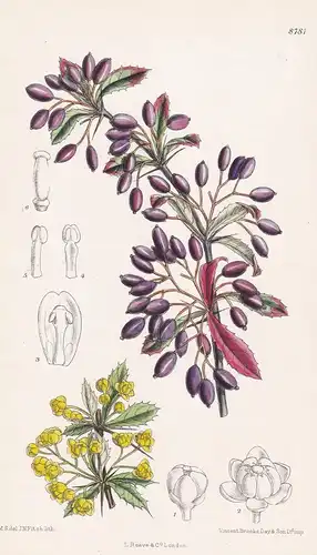 Berberis beaniana. Tab 8781 - Sichuan China / Pflanze Planzen plant plants / flower flowers Blume Blumen / bot