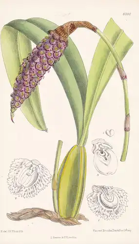 Bulbophyllum robustum. Tab 8792 - Madagascar / Pflanze Planzen plant plants / flower flowers Blume Blumen / bo