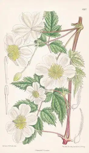 Clematis fargesii, var. souliei. Tab 8702 - China / Pflanze Planzen plant plants / flower flowers Blume Blumen