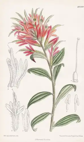 Castilleja miniata. Tab 8730 - North America Nordamerika / Pflanze Planzen plant plants / flower flowers Blume