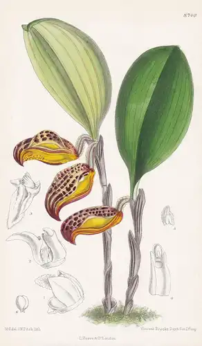 Cryptophoranthus dayanus. Tab 8740 - orchid Orchidee / Colombia Kolumbien / Pflanze Planzen plant plants / flo