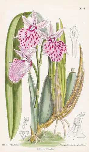 Odontoglossum platycheilum. Tab 8718 - Guatemala / Orchidee orchid / Pflanze Planzen plant plants / flower flo