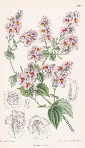 Diascia aliciae. Tab 8782 - South Africa / Pflanze Planzen plant plants / flower flowers Blume Blumen / botani