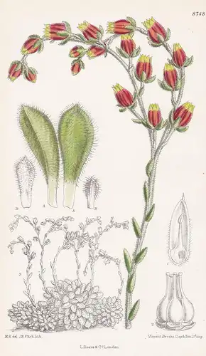 Echevaria setosa. Tab 8748 - Mexico Mexiko / Pflanze Planzen plant plants / flower flowers Blume Blumen / bota