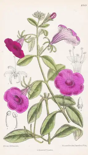 Petunia integrifolia. Tab 8749 - South America / Pflanze Planzen plant plants / flower flowers Blume Blumen /