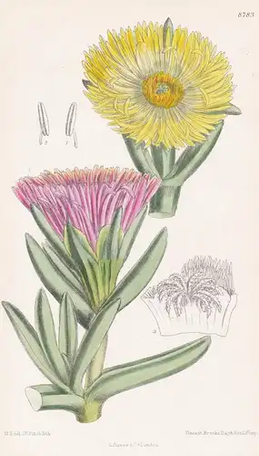 Mesembryanthemum edule. Tab 8783 - South Africa / Pflanze Planzen plant plants / flower flowers Blume Blumen /