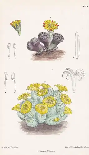 Mesembryanthemum elishae. Tab 8776 - South Africa Südafrika / Pflanze Planzen plant plants / flower flowers Bl