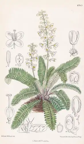 Pteridophyllum racemosum. Tab 8743 - Japan / Pflanze Planzen plant plants / flower flowers Blume Blumen / bota