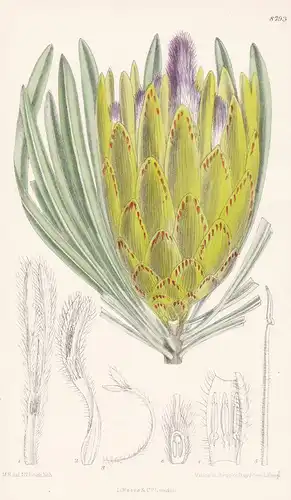 Protea longifolia. Tab 8793 - South Africa / Pflanze Planzen plant plants / flower flowers Blume Blumen / bota