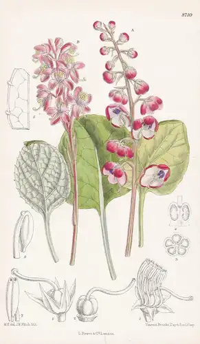 Pyrola Uliginosa. Tab 8710 - North America Nordamerika / Pflanze Planzen plant plants / flower flowers Blume B