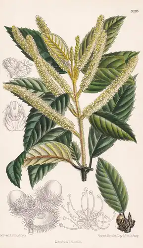 Quercus Densiflora. Tab 8695 - tanoak North America Nordamerika / Pflanze Planzen plant plants / flower flower