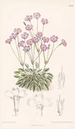Primula tibetica. Tab 8796 - Himalaya Tibet / Pflanze Planzen plant plants / flower flowers Blume Blumen / bot