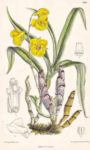 Dendrobium Capillipes. Tab 7639 - Burma / Orchidee orchid / Pflanze Planzen plant plants / flower flowers Blum