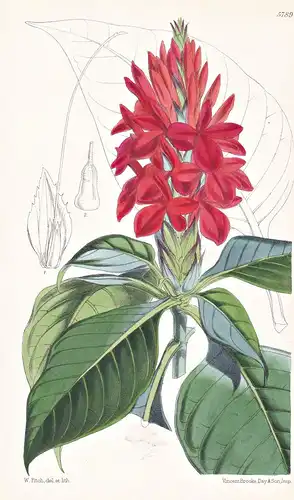 Aphelandra Acutifolia. Sharp-leaved Aphelandra. Tab. 5789 - South America Südamerika / Pflanze Planzen plant p