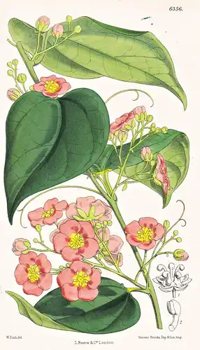 Fevillea moorei. Tab. 6356 - Guiana Südamerika South America / Pflanze Planzen plant plants / flower flowers B