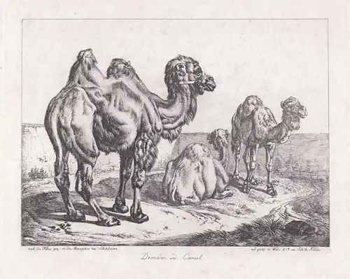 Dromedar und Cameel - Dromedary Kamele camel
