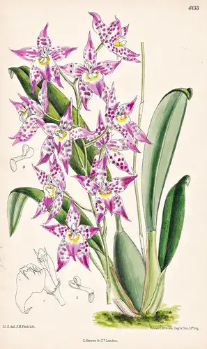 Odontioda Heatonensis. Tab 8133 - Orchidee orchid / Pflanze Planzen plant plants / flower flowers Blume Blumen