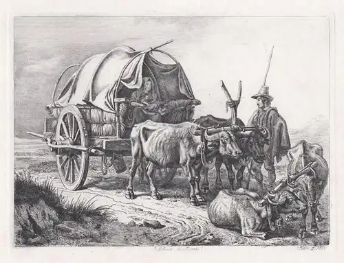 Buffalaro di Roma - Büffel Buffalo / Kutsche carriage