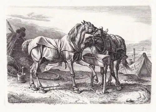 Schiffzug - Pferde im Bivouac - Horses Pferd Pferde