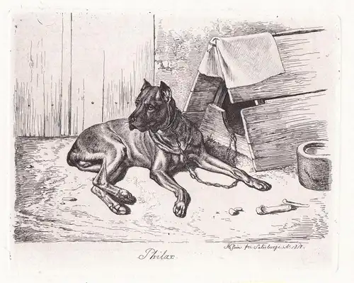 Philax - Hatzhund mit Doppelnase - dog chien / Hunde dogs