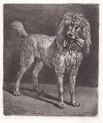 Schwalerl - Pudel / dog chien Hund dogs Hunde