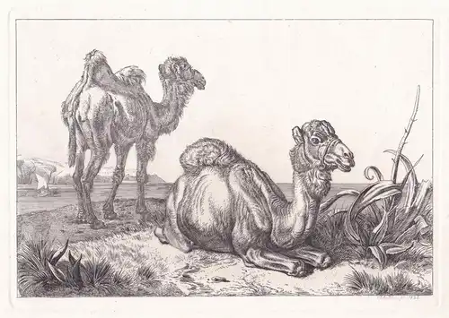(Camele am Meeresstrand) - Kamel camel camels