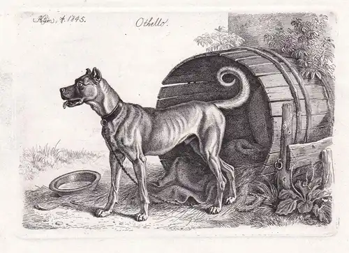 Othello - Hund dog chien
