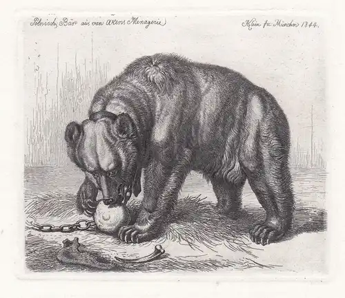 Polnisch: Bär aus van Akens Menagerie / bear ours