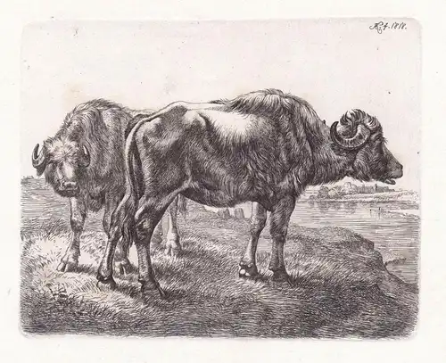 (Die beiden Büffel am Wasser) - Buffaloes by the water / Buffalo