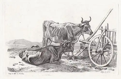 (Die beiden Kühe am Wagen) - cows cow cattle