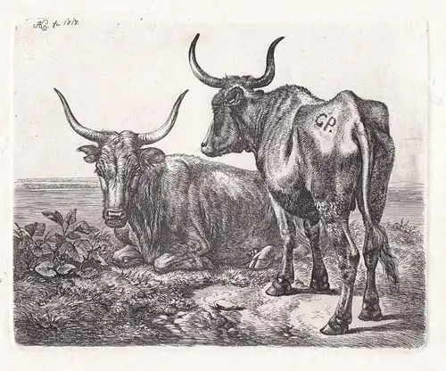 (Die beiden polnischen Ochsen am Wasser) - Ochse ox