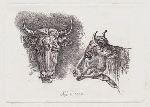 (Die beiden Kuhköpfe) - Kuh cow cows Kühe