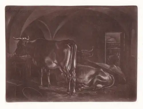 (Die drei Kühe im gewölben Stall) - cows cow Kuh