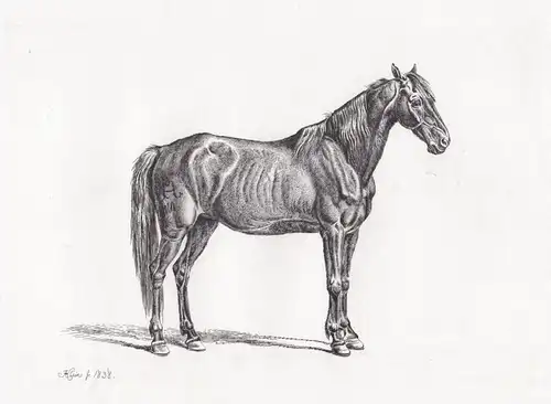 (Moldauer Pferd) - Moldavian horse / Moldawisches Pferd