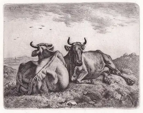 (Die zwei liegenden Kühe in der Ebene) - Kuh Kühe cow cows