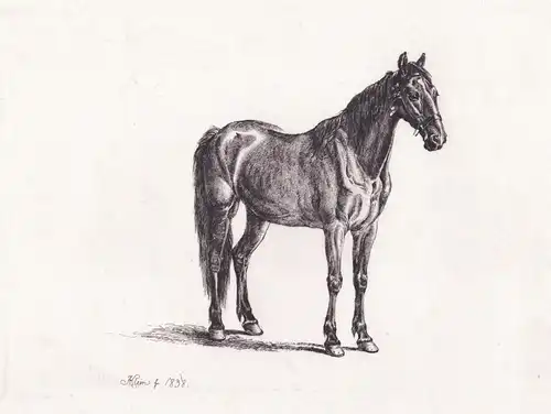 (Russisches Pferd) - Russian horse