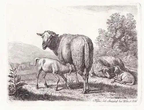 (Die Schafe von Streitdorf) - sheep Schaf