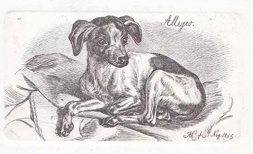 Allegro - Gefleckter Schooshund nach links auf einem Tuch liegend und zurückschauend