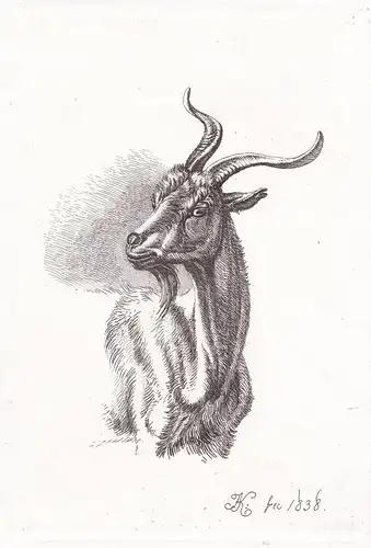 (Ziege) - goat Ziegen goats