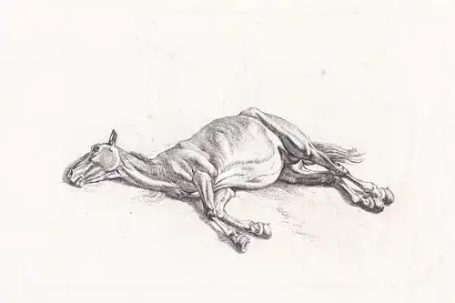 (Das todte Pferd) - Pferde horses dead horse cheval