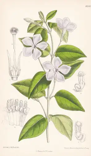 Vinca difformis. Tab 8506 - North Africa Nordafrika / Pflanze Planzen plant plants / flower flowers Blume Blum