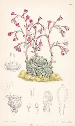 Saxifraga stribrnyi. Tab 8496 - Steinbrech / Bulgaria Bulgarien / Pflanze Planzen plant plants / flower flower