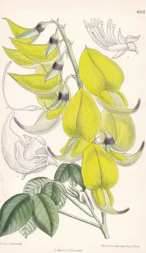 Crotalaria agatiflora. Tab 8505 - Africa Afrika / Pflanze Planzen plant plants / flower flowers Blume Blumen /