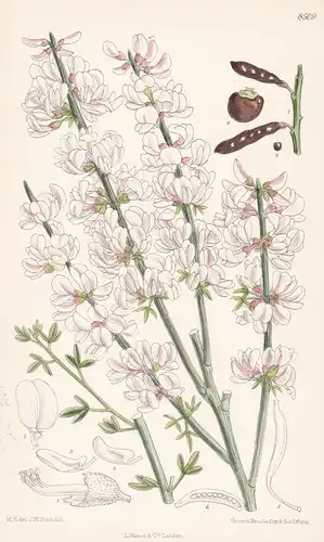 Cytisus supranubius. Tab 8509 - Canaries Kanarische Inseln / Pflanze Planzen plant plants / flower flowers Blu