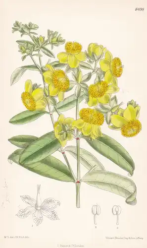 Hypericum aureum. Tab 8498 - United States America Amerika / Pflanze Planzen plant plants / flower flowers Blu