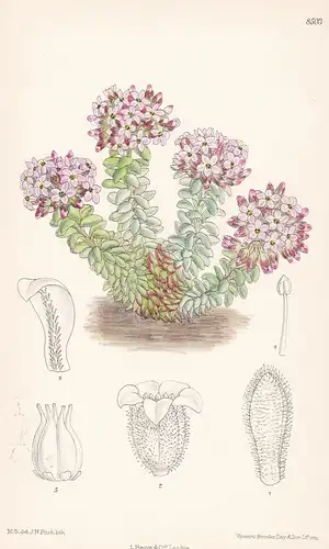 Sedum Pilosum. Tab 8503 - Caucasus Kaukasus Armenia Armenien / Pflanze Planzen plant plants / flower flowers B