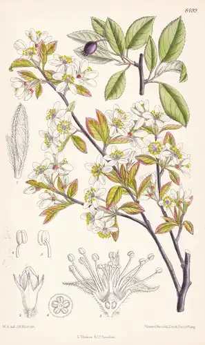 Amelanchier oligocarpa. Tab 8499 - North America Nordamerika / Pflanze Planzen plant plants / flower flowers B